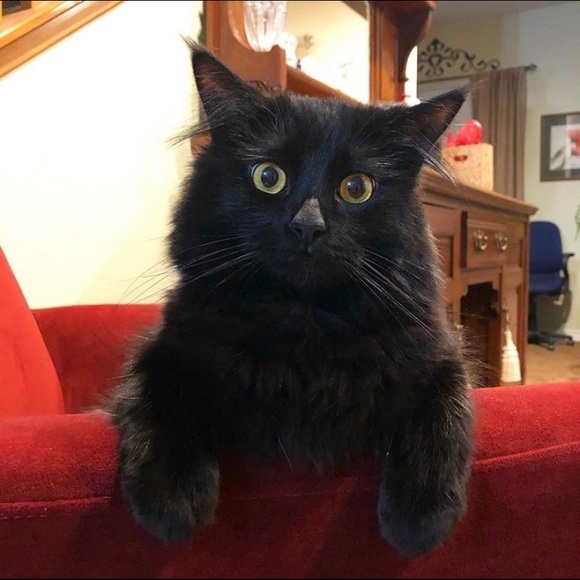 Meet your Posher, Christina - Picture 3 of 4